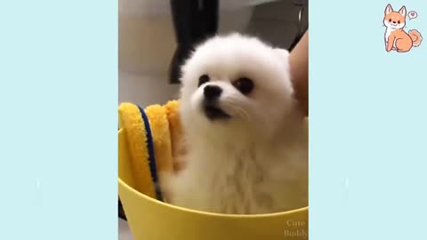 Funny dog videos with cuteness overloaded....