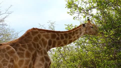 Giraffe eating leaves on the trees. Now THAT'S a Long Neck