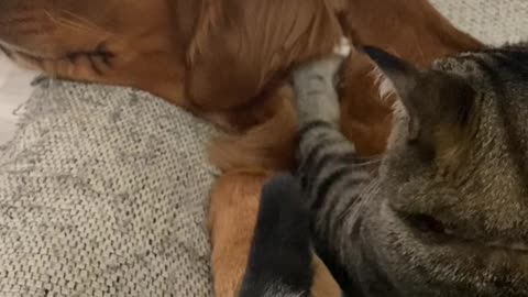 Cat Masseuse Gives Dog a Massage