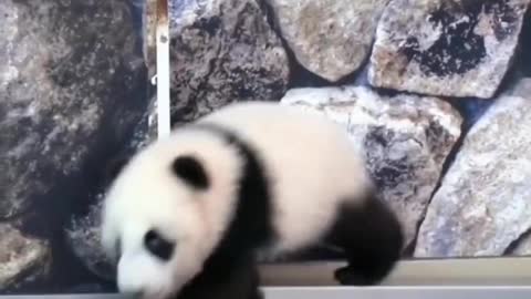 WOW it is cute drunk panda !!!!