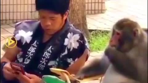 Amazing monkey clip