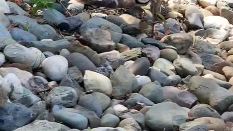 Killdeer faking an injury to protect the eggs