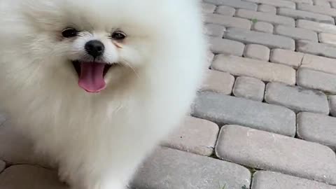 The Pomeranian