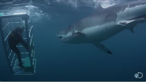 18-Foot Shark Attacks Cage: The Great White Serial Killer Strikes Again
