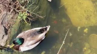 Sunbathing Ducks