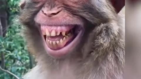 Monkey laughing 🤣🤣😅