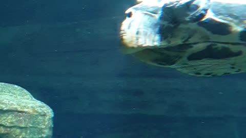 Sea turtle Napier