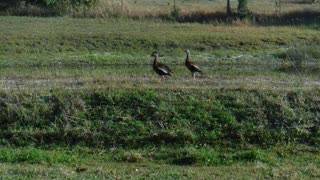 Black Bellied Whistling Ducks