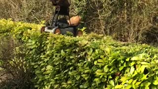 Creative Hedge Trimming During Quarantine