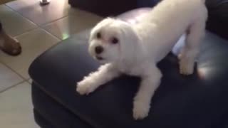 White dog falling from couch