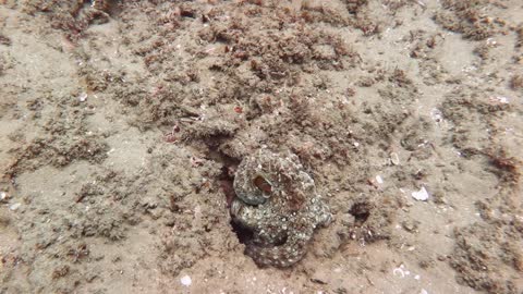 Shapeshifting Octopus Is Master Of Disguise And Camouflages Perfectly Into A Reef