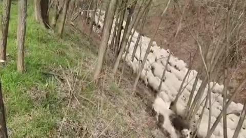 sheep grazing Bergamo Italy great relaxing nature scenery peaceful sounds of sheep in a pasture