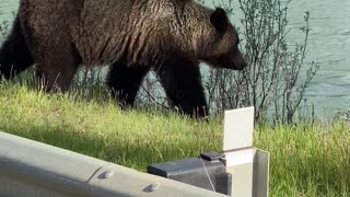 Large Grizzly Calmly Crosses Bridge