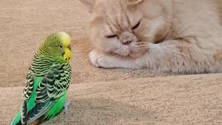 Кот и птица, милые животные #9