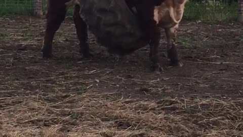 Show Bull Stuck In A Tire