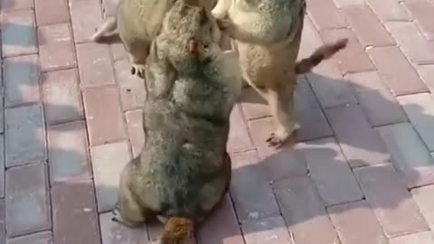 marmots argue