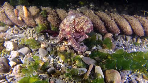 Amazing Ocean Octopus