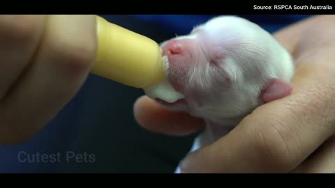 Tube feeding abandoned New born puppy - Life-saving first meal