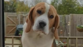 Beagle "Helps" Clean This Home's Window