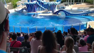 Sea World Orlando Dolphin Show Opening