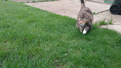 Feline Frolics: A Cat's Outdoor Adventure