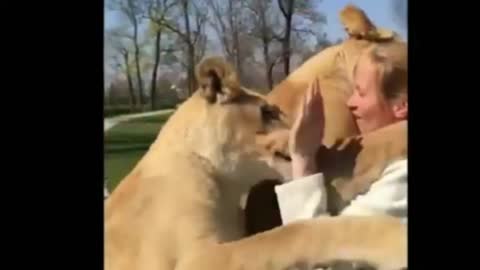 Lion meets its owner after Long Period