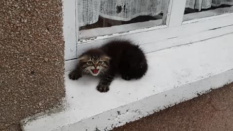 Very angry kitten Очень злой котенок