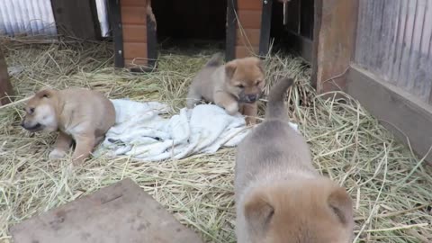 Three Cute Baby Dog Animals