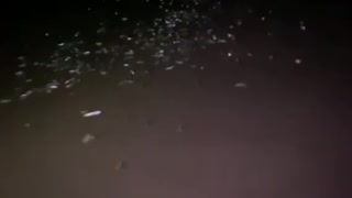 Grunion run on the beach in Santa Barbara