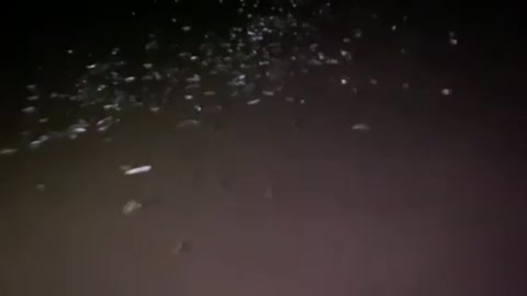 Grunion run on the beach in Santa Barbara