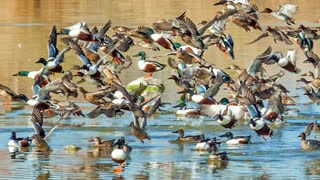 DUCKS-A-PLENTY @HENDERSON BIRD PRESERVE