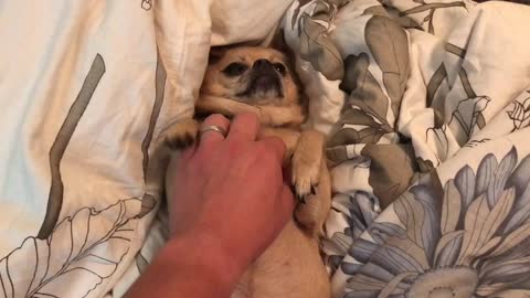 Pampered dog demands owner scratch her