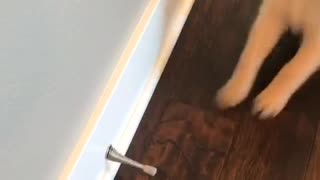 Puppy playing with door stopper