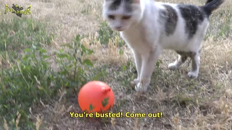 Cat Waterballoon Prank