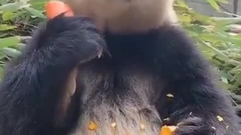 panda animal