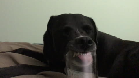 Doggy hilariously tries to reach bottom of glass
