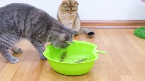 Cats VS Shrimp - just for fun