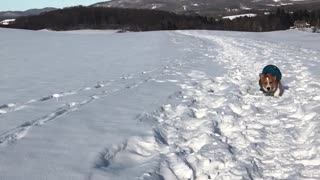 Corgi dog in blue sweater runs in the snow