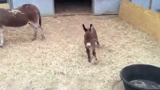 Adorable baby donkey !