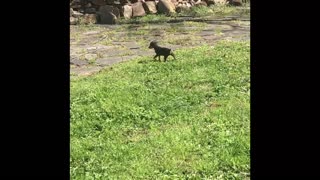 Puppies play with Mom