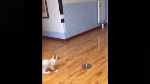 The Ultimate Guide To Cat Jumping Over A Ball Got Pranked Very Funny