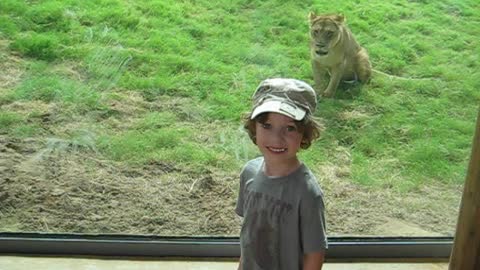 Boy Doesn't See Lion Pounce At Glass