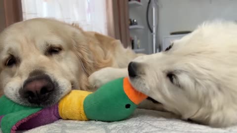 Golden Retriever Puppy Steal a Toy