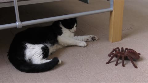 Funny cat scared and runaway from fake spider