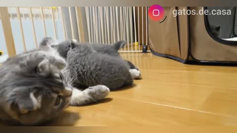 Cat vs mama cat