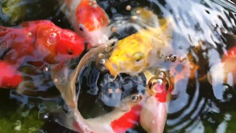 feeding koi fish with processed fish foods