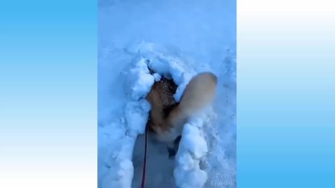 This Husky Dog thinks he is a snow shovel