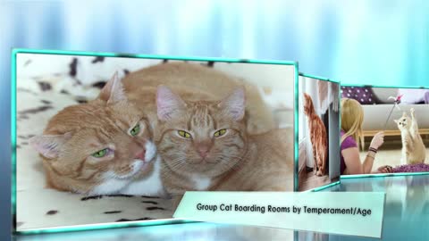 The Feline Hotel | Professional Cat Boarding in Rochester Hills