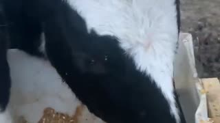 Cows having thanksgiving dinner