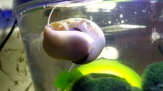 Shell cleans the aquarium